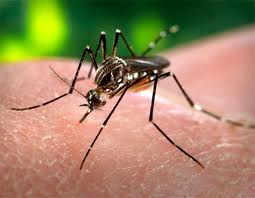 HLL Launches Affordable Diagnostic Kit for Chikungunya and Dengue