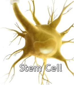 stem cell