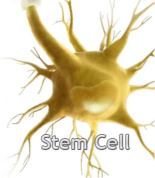 Study of ‘Sister’ Stem Cells Uncovers New Cancer Clue