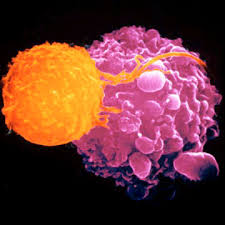 Powerful T cells target tumors