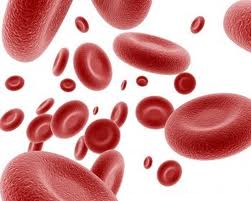 Hormone that controls iron supply in blood production discovered