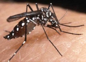 Chikungunya