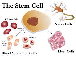 Study Backs Use of Stem Cells in Retinas