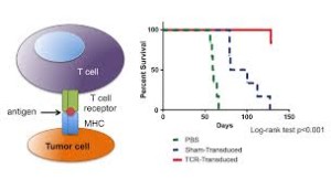 t-cell