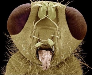 fly microscope