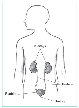 A healthy urinary system: Keeping the pipes clean