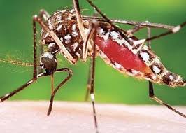 Dengue, malaria cases drop : Haryana