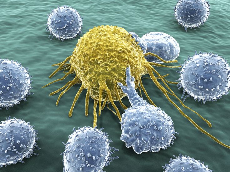 Scientists discover new way to help immune system fight cancer