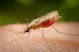 FDA approves first malaria drug in 60 years