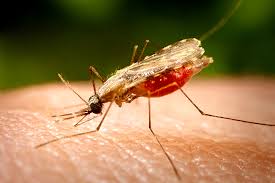 Monsoon tips: Be aware about mosquito borne diseases, symptoms