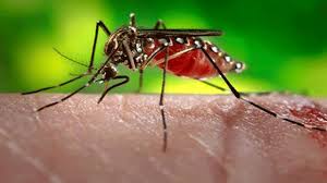 Trials of indigenously developed Zika vaccine in the offing