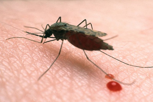 malaria