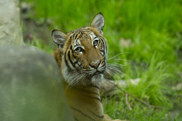 tiger tests positive for Covid-19