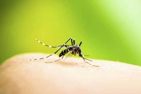 Delhi reports 31 dengue cases till August 1; Civic bodies set up fever clinics