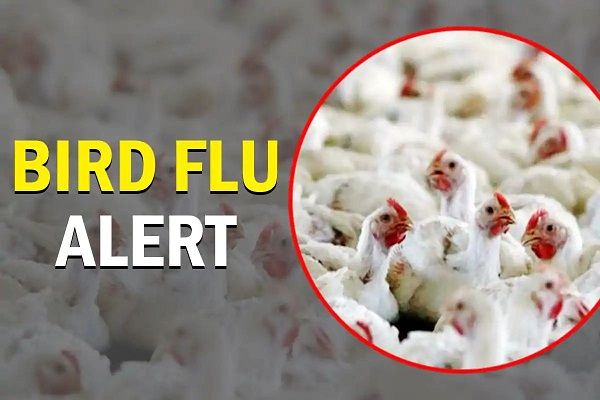 Bird Flu: All you need to know