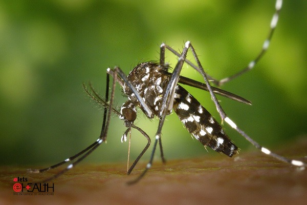 Rising Dengue cases put Health officials on alert